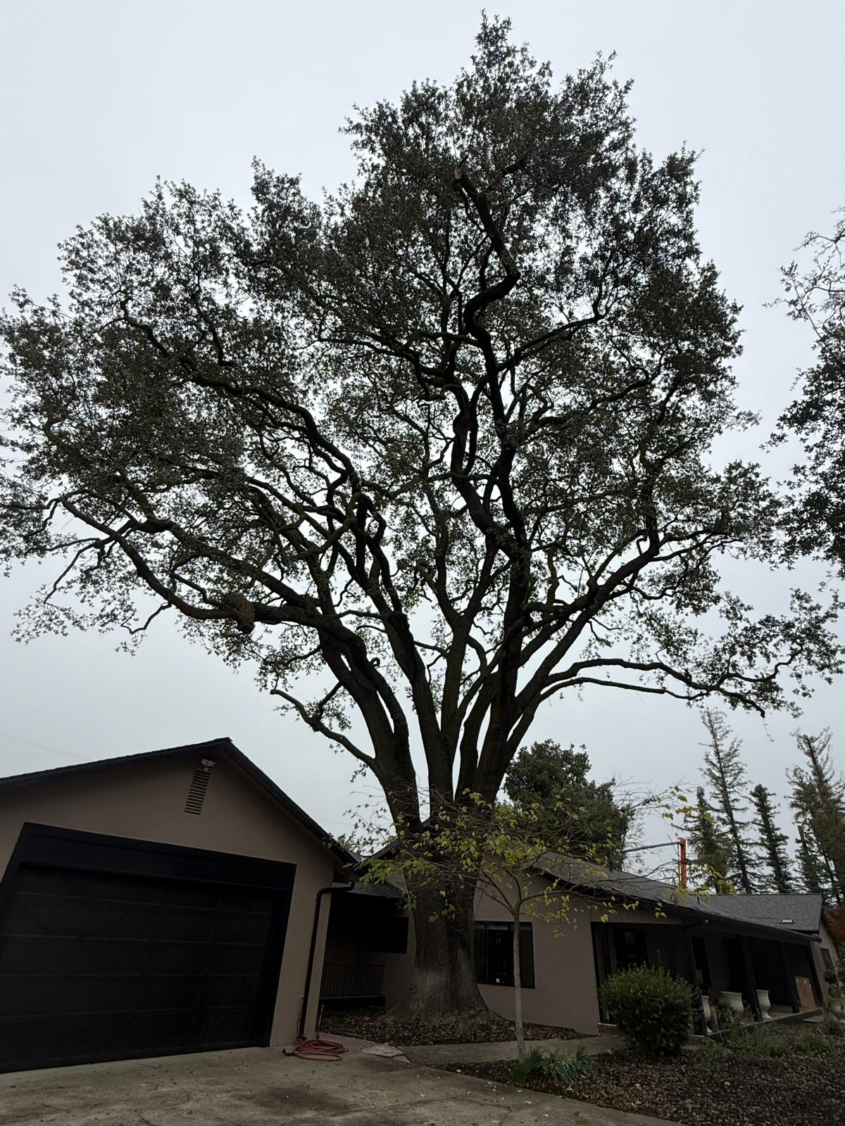 Professional tree care service in California