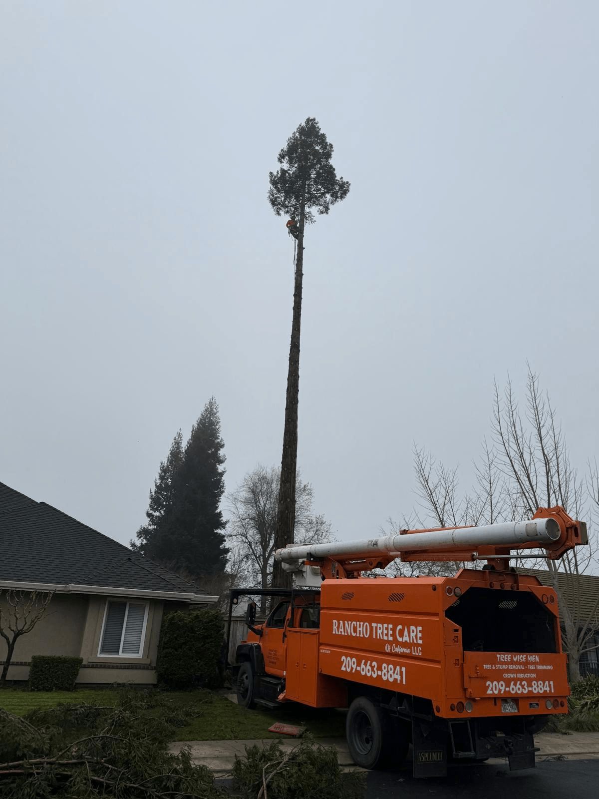 Tree Removal