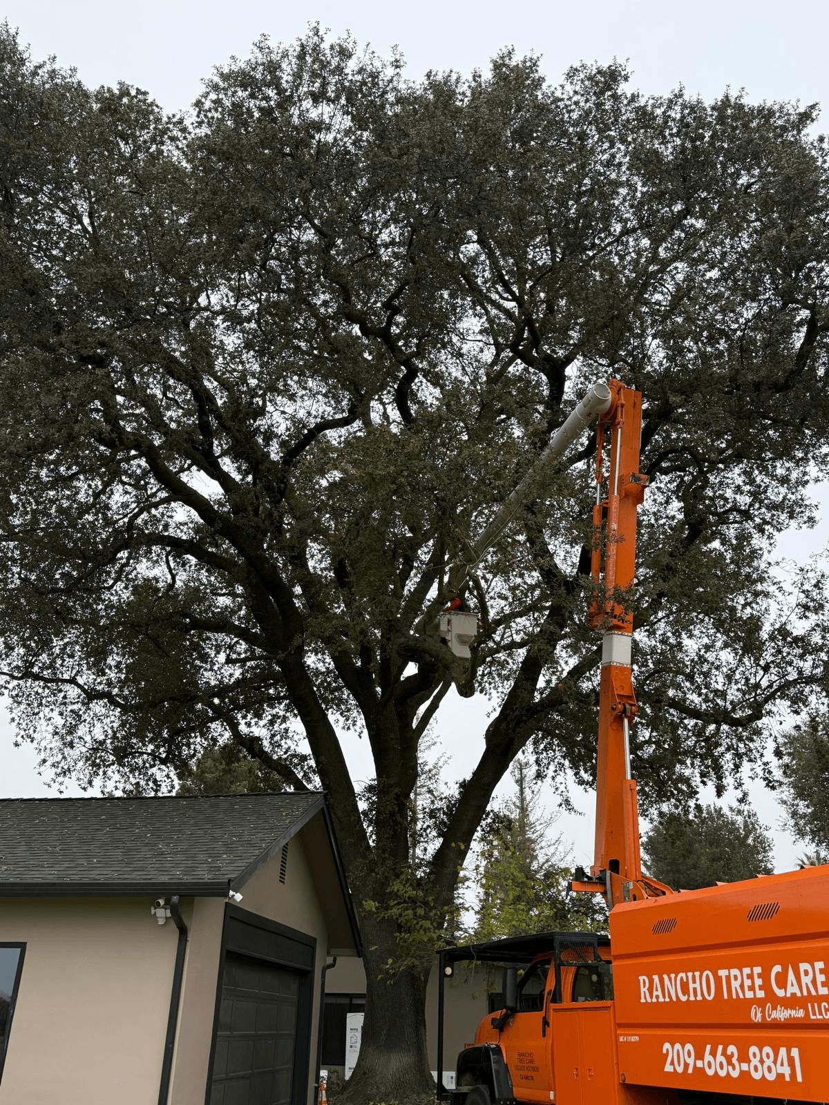 Tree Trimming